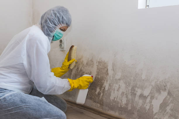 Mold Odor Removal Services in Bloomingdale, IL